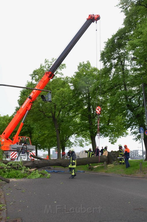 Baum auf Fahrbahn Koeln Deutz Alfred Schuette Allee Mole P631.JPG - Miklos Laubert